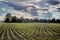 Surreal clouds on corn spring field