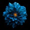 Surreal dark chrome blue flower dahlia macro isolated