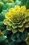 Surreal dark chrome green and yellow flower dahlia macro isolated on black