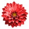 Surreal dark chrome red flower dahlia macro isolated