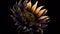surreal exotic high quality black flowers macro isolated on black