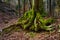 Surreal fairy tale spooky fantasy of gigantic roots of an old tree