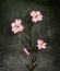 Surreal flowers series: pink lilies on a dark gothic background