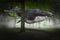 Surreal Flying Whale, Forest, Nature