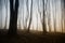 Surreal forest in autumn at sunset