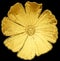 Surreal golden metal chrome flower dahlia macro isolated