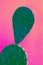 Surreal green-blue cactus Opuntia on punchy pastel complicated pink background.