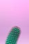 Surreal green cactus on a purple background