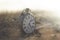 Surreal image of a clock in a mystical and mysterious landscape