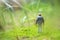 Surreal image of mysterious man walking alone in field