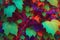 A surreal ivy vine background with a surrealist style and vibrant psychedelic color generated by Ai