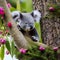 A surreal koala with a tail of blooming flowers, clinging to a whimsical eucalyptus tree5, Generative AI