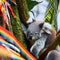 A surreal koala with a tail of rainbow ribbons, clinging to a fantastical eucalyptus tree1, Generative AI