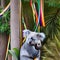 A surreal koala with a tail of rainbow ribbons, clinging to a fantastical eucalyptus tree3, Generative AI