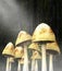 Surreal Mushroom Forest, Mushrooms, Nature