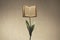Surreal open book supported by a flower stem