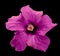 Surreal purple Chinese rose isolated on black