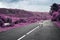 Surreal purple sheep grazing on road in ireland