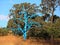 Surreal and real vegetation, bald blue tree in heathland
