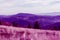 Surreal red purple mountain landscape with tall dry grass, the concept is amazing and fantastic world