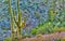 Surreal Saguaros