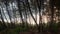 Surreal Sky And Forest Panorama Goa Landscape - March 16,2020: With Strange Portal Stock Photos Images