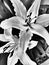 Surreal Star-Gazer Lily in Black and White