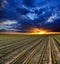 Surreal sunset over growing soybean plants