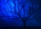 Surreal Tree in Winter Blue Fog