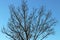 Surreal tree in winter deep blue sky