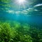 Surreal Underwater Landscape with Vibrant Seagrass Meadow