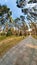 Surreal view of the asphalt path in park among tall pine trees. Spring landscape