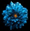 Surreal wet dark chrome sea blue flower dahlia macro isolated