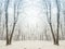 Surreal winter forest scene