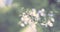 Surrealism Banner Defocus banner natural background blurred small flowers on a branch.