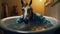 Surrealist Horse In Bathtub: A Sensory Experience Of Algeapunk And Manapunk