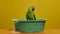 Surrealist Photography Of A Green Parrot In A Bathtub