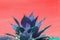 Surrealistic abstract blue succulent agave