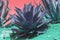 Surrealistic abstract succulent purple and turquoise agave