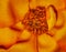 Surrealistic aged yellow orange rose blossom heart with rain droplets macro