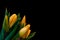 Surrealistic bouquet of yellow young lush tulips on black background