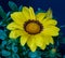 Surrealistic color flower macro portrait of a blooming wide open yellow delosperma blossom with green leaves