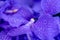 Surrealistic color macro of the inner of a single isolated bright violet blue orchid blossom