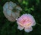 Surrealistic dreamy photo of a pink white shining rose on blurred natural background