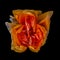 Surrealistic fading bold yellow orange rose blossom macro