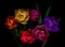 Surrealistic fine art colorful macro of a tulip bouquet of six on black