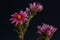 Surrealistic fine art still life color macro fantasy of an isolated sempervivum / echeveria blossom on black background in fantasy