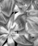 Surrealistic glossy silver monochrome tulip blossom macro