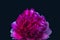 Surrealistic glowing red pink violet peony blossom on black background