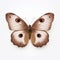 Surrealistic Installation: Meadow Brown Butterfly On White Background